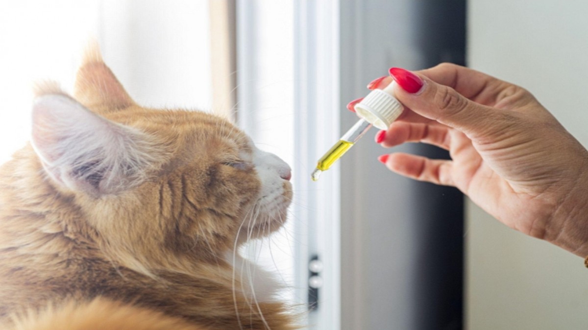 Using CBD Oil for Your Cat’s Feline Calicivirus